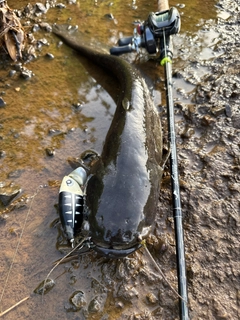 ナマズの釣果