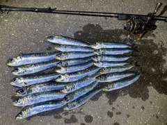 マイワシの釣果