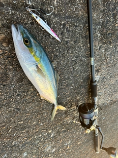 コゾクラの釣果