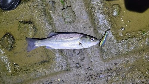 セイゴ（タイリクスズキ）の釣果