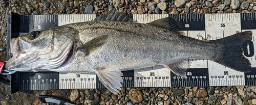 スズキの釣果