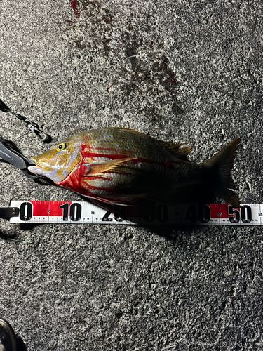 タマンの釣果