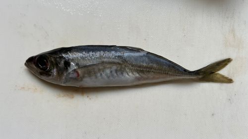 イワシの釣果