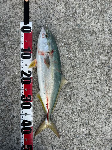 ハマチの釣果