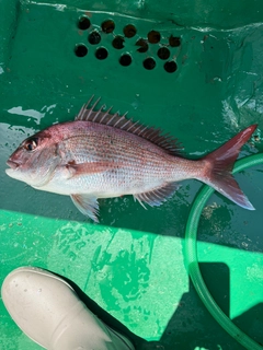 マダイの釣果
