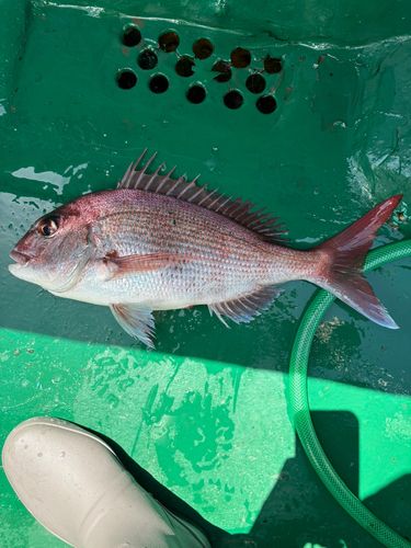マダイの釣果