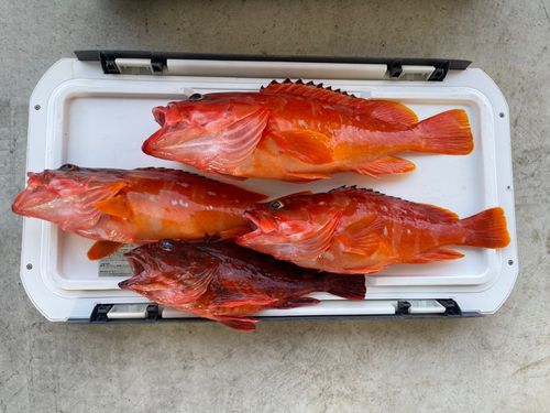 アカハタの釣果