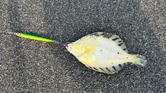 マツカワの釣果