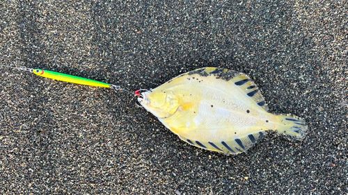 マツカワの釣果