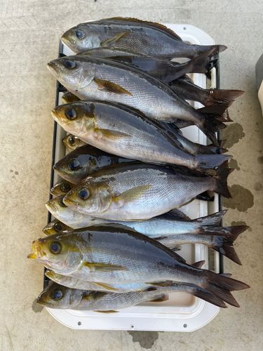 イサキの釣果