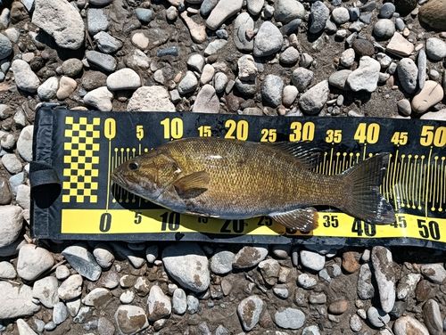 スモールマウスバスの釣果