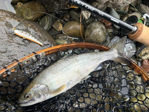 アマゴの釣果
