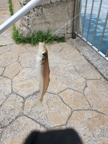 キスの釣果