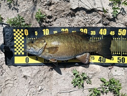 スモールマウスバスの釣果