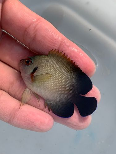 チョウチョウウオの釣果