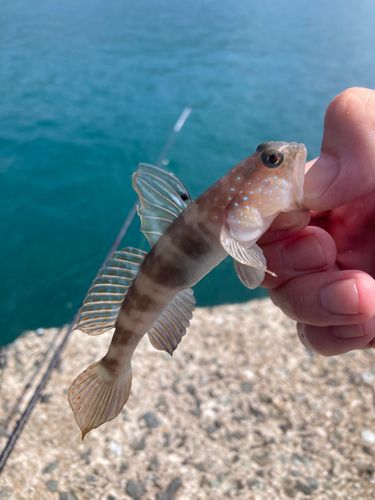 イトヒキハゼの釣果