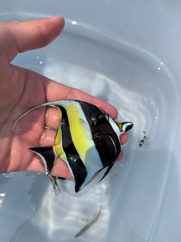 チョウチョウウオの釣果