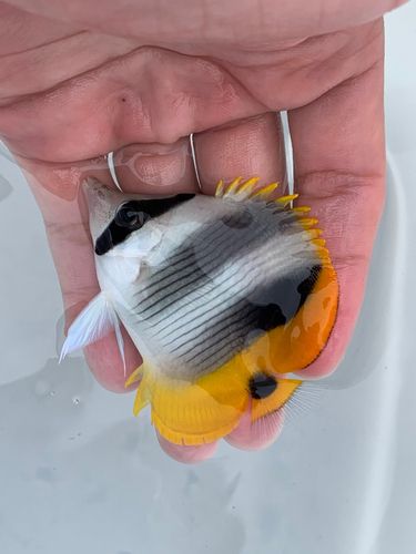 チョウチョウウオの釣果