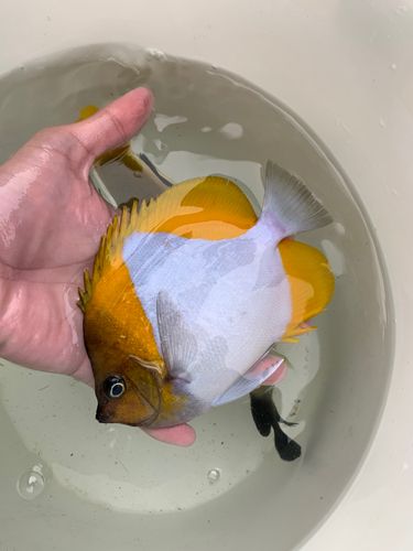 チョウチョウウオの釣果
