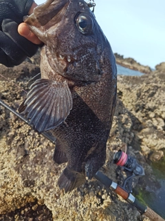 キツネメバルの釣果