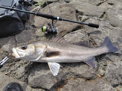 スズキの釣果