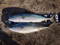 ブリの釣果