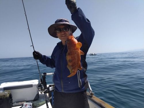 キジハタの釣果