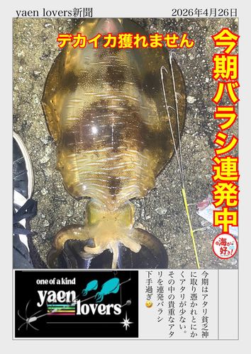 アオリイカの釣果