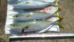 ツバイソの釣果