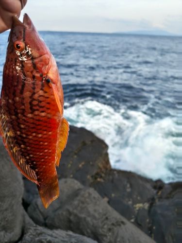 ベラの釣果