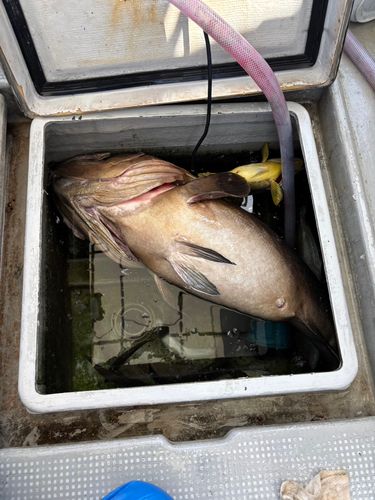 クエの釣果