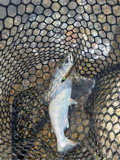 アマゴの釣果