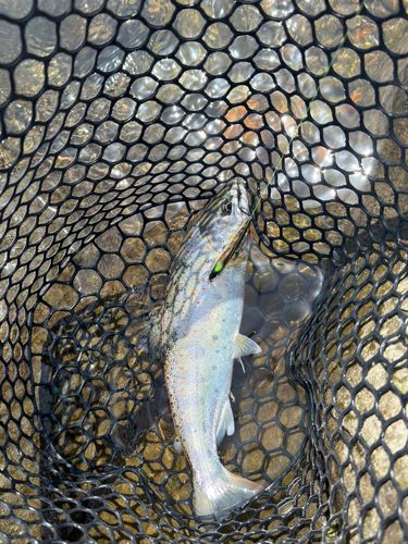 アマゴの釣果