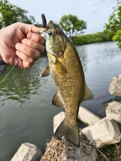 スモールマウスバスの釣果