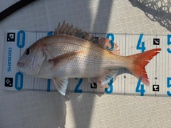 マダイの釣果