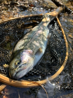 ニジマスの釣果