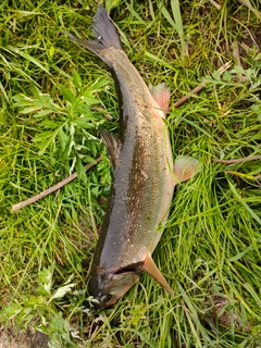 ウグイの釣果