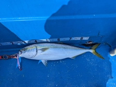 ブリの釣果