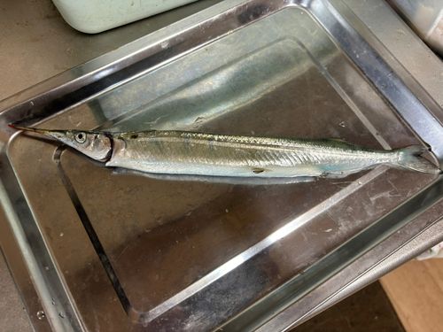 サヨリの釣果