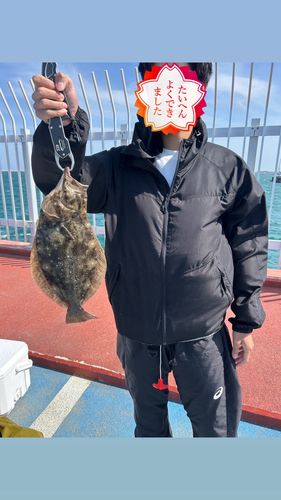 ヒラメの釣果