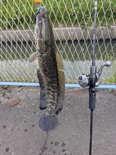 ライギョの釣果