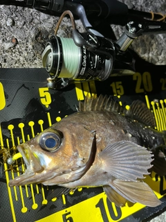 シロメバルの釣果