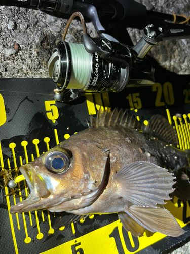 シロメバルの釣果
