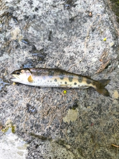 ヤマメの釣果