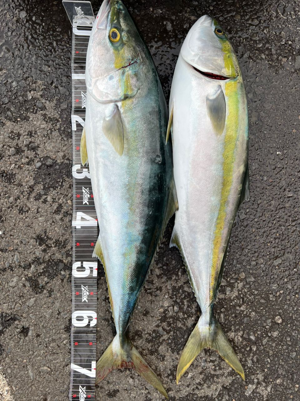 SHIMANO 21グラップラー BB タイプJ スピニング S60-3の最安値