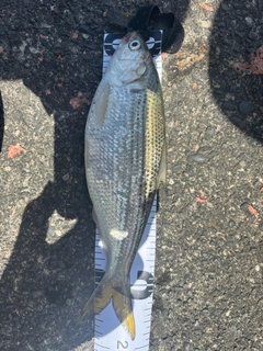 コノシロの釣果
