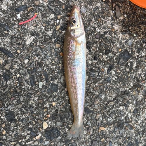 キスの釣果