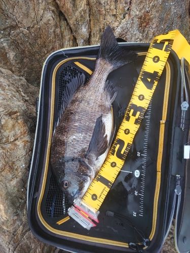 チヌの釣果