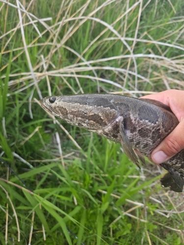 ライギョの釣果