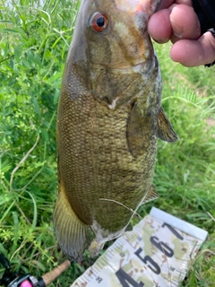 スモールマウスバスの釣果